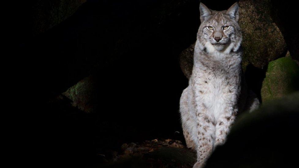 Lynx