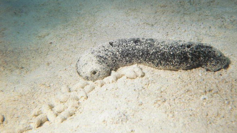 Sea cucumber on sea floor