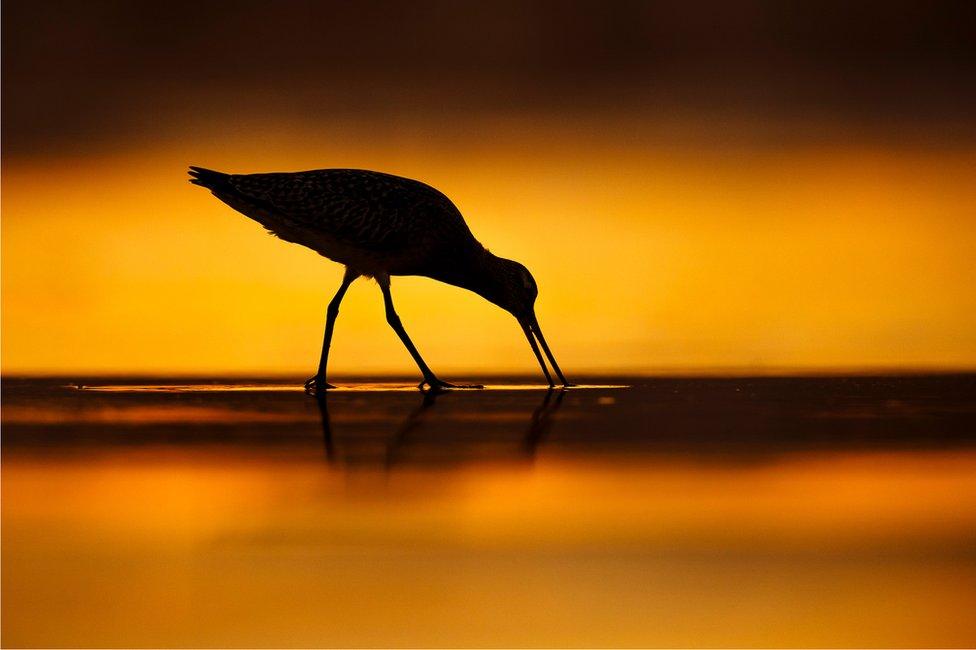 A bar-tailed Godwit feeds on the sand on a beach with a sunset behind it