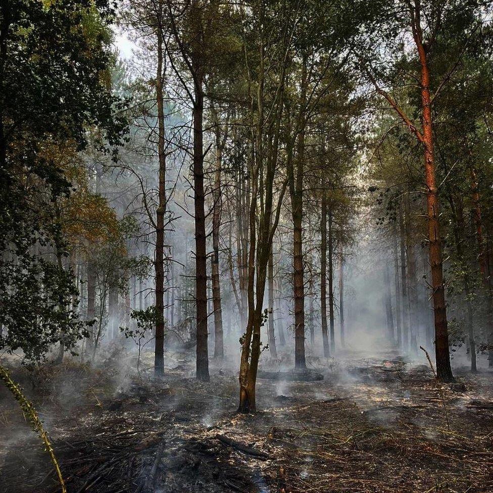 An area of woodland in Blidworth was severely damaged