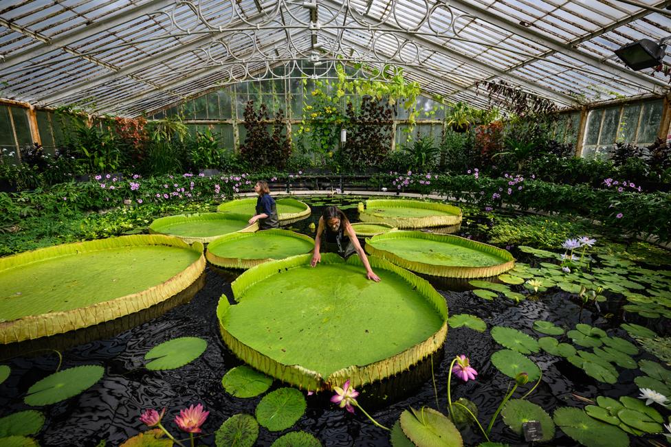 Botanical artist Lucy Smith (L) and Kew Gardens' scientific and botanical research horticulturalist Carlos Magdalena (R) pose for photographs with the "Victoria Boliviana", a new botanical discovery, at Kew Gardens, 1 July 2022 in London