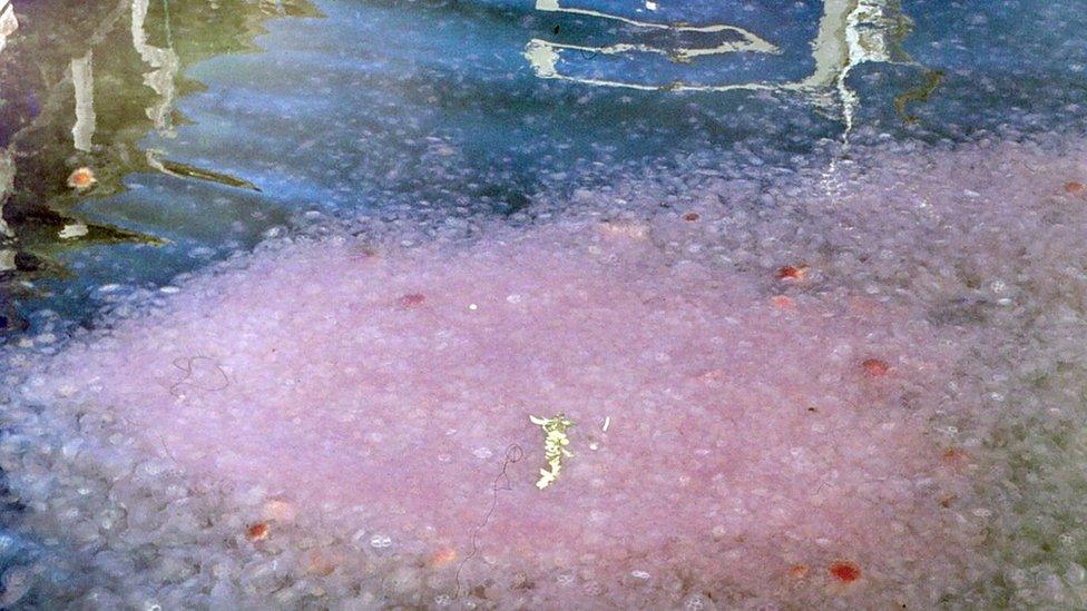 Moon jelly, Aurelia aurita in Kristeneberg, Sweden