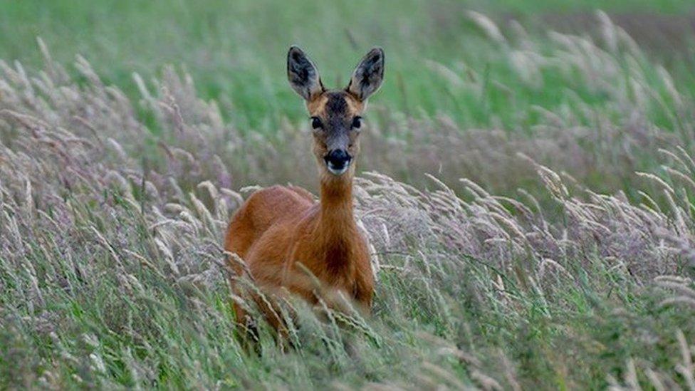 Deer stood in long grass with markings making it look like a smile