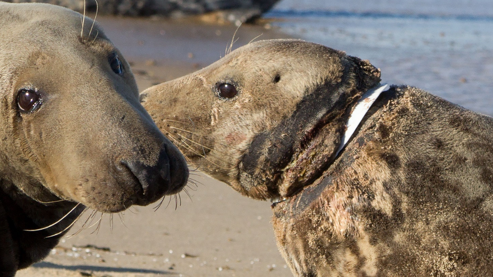 Seal with plastic around neck