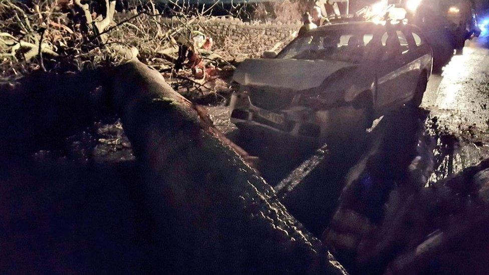 Car hits tree