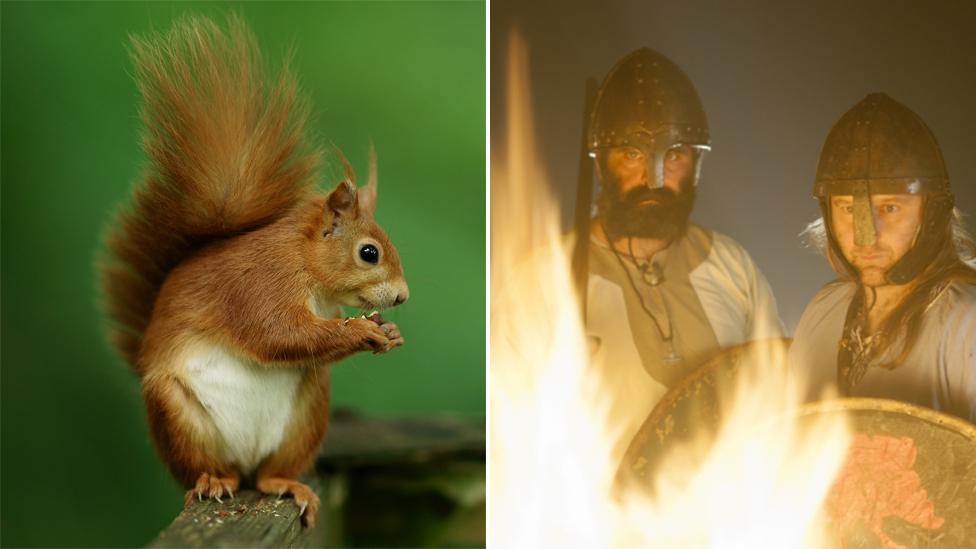 Red squirrel; Viking re-enactors