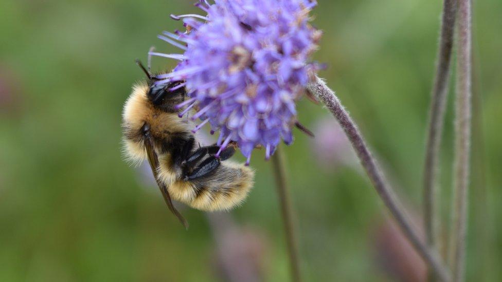 A bee collecting nectar