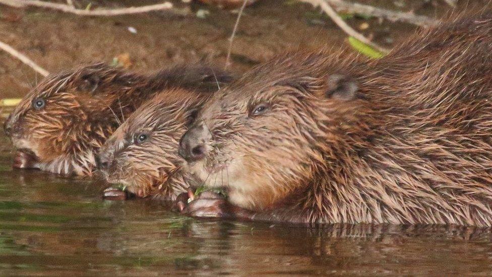 Beavers