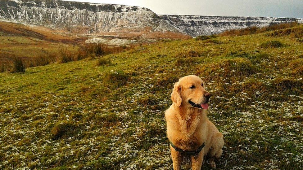 George the dog at Cwmparc