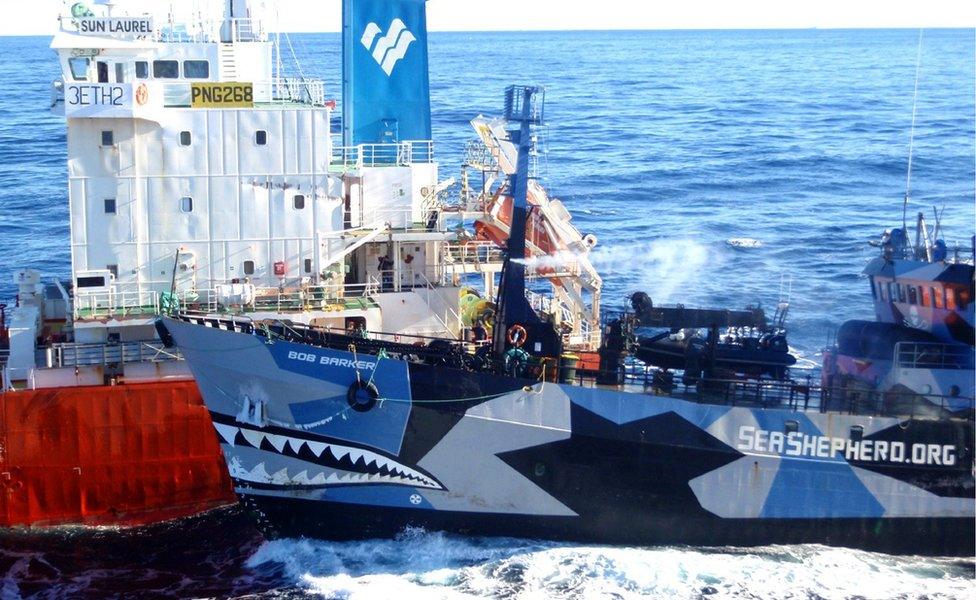 2013 picture showing Sea Shepherd ship Bob Barker colliding with the Japanese whaling fleet fuel tanker the San Laurel