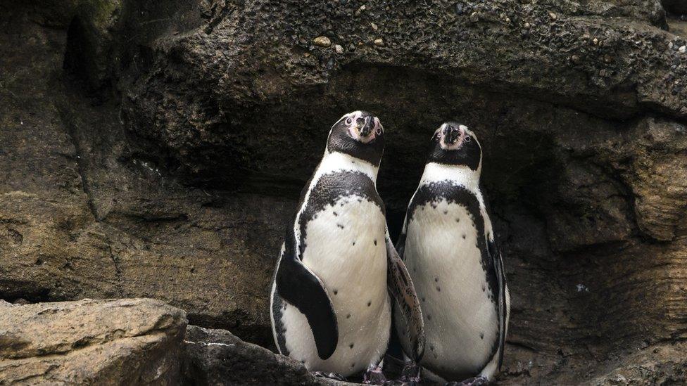 two penguins