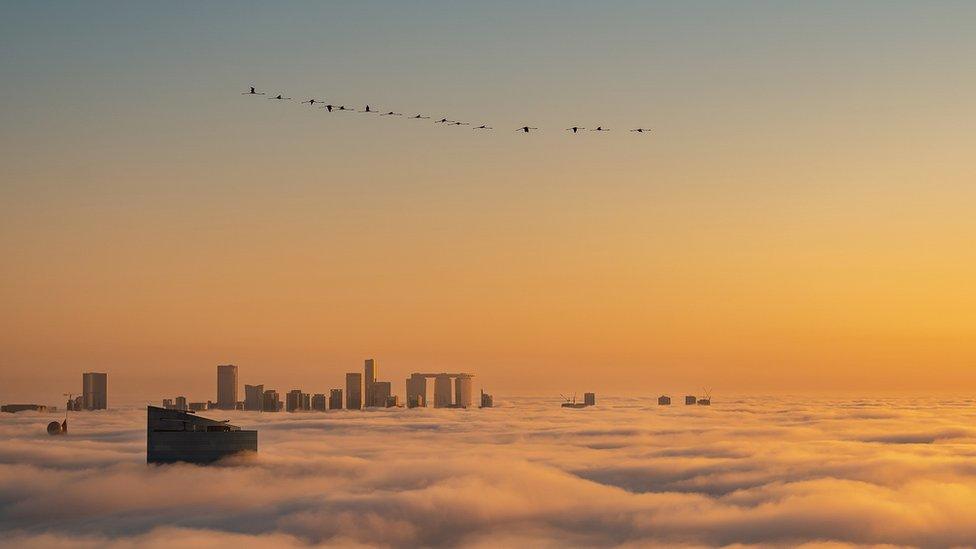 Flamingos over foggy city.