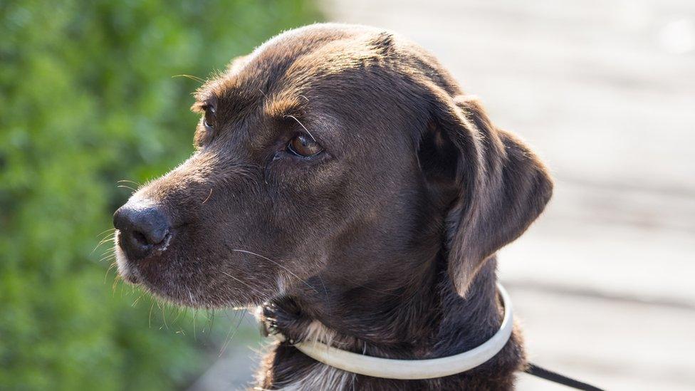 Close-Up Of dog with collar tied in a public park of the species Labrador Retriever. - stock photo