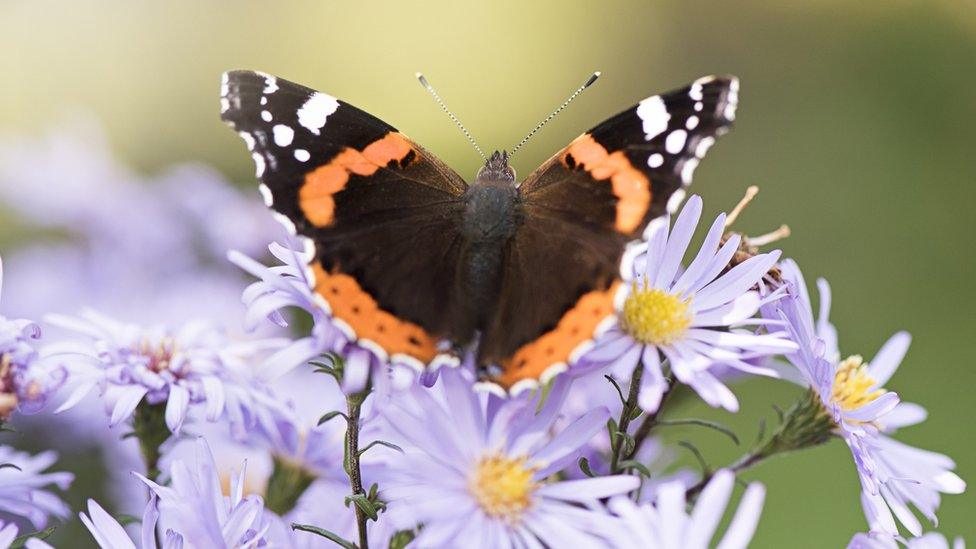 red-admiral-butterfly