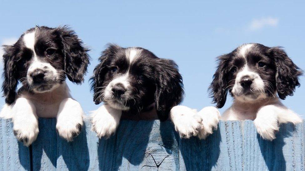 Puppies looking over a fence