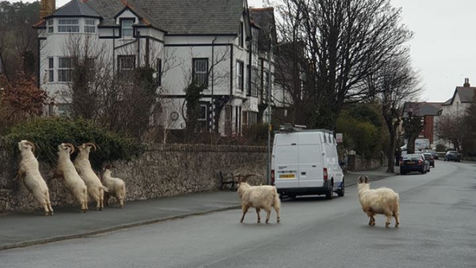 Goats in Llandudno