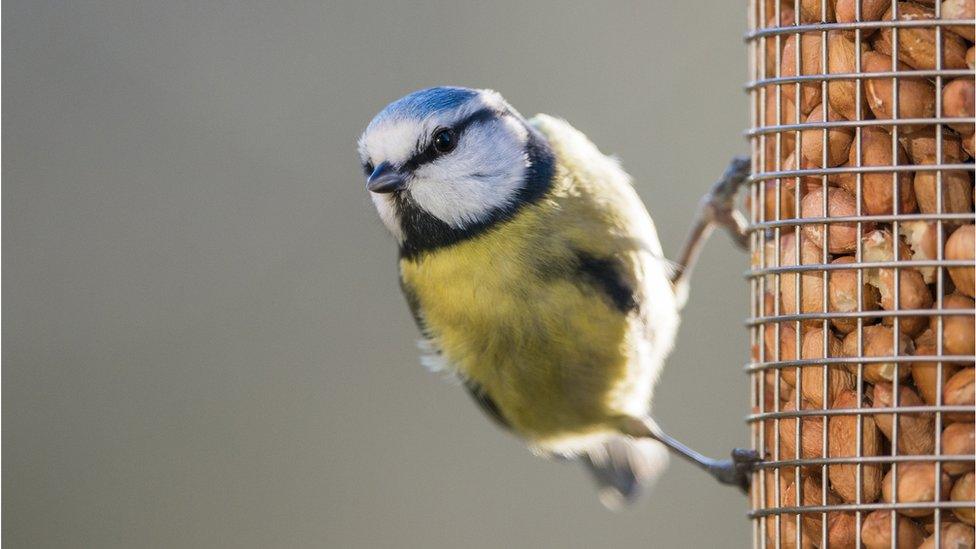 bird feeder.