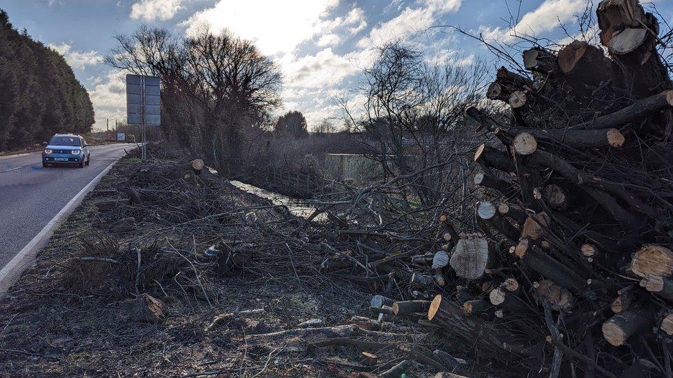 The felled trees on A507 in January 2024