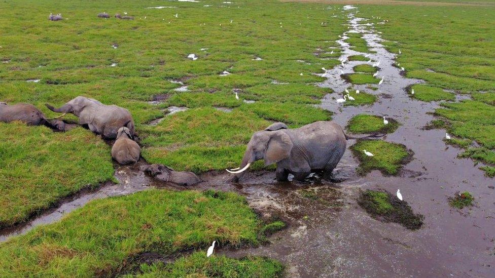 An aerial view of elephants living in Amboseli National Park.