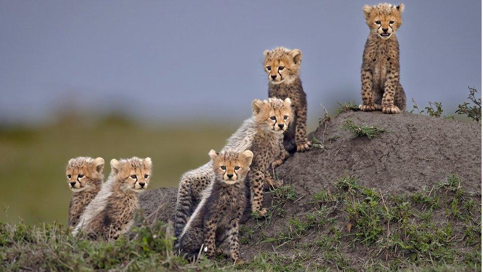 baby-cheetahs-on-rock