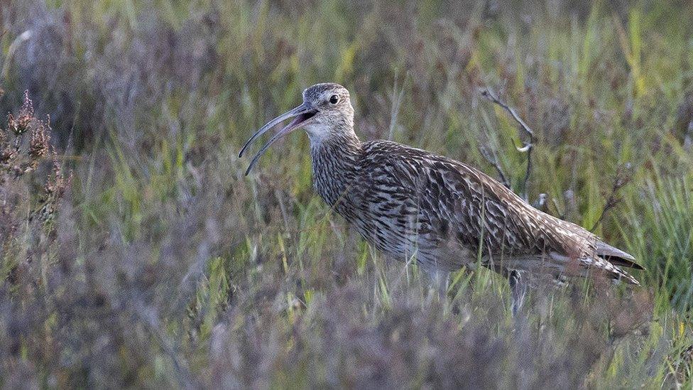 Curlew in the New Forest