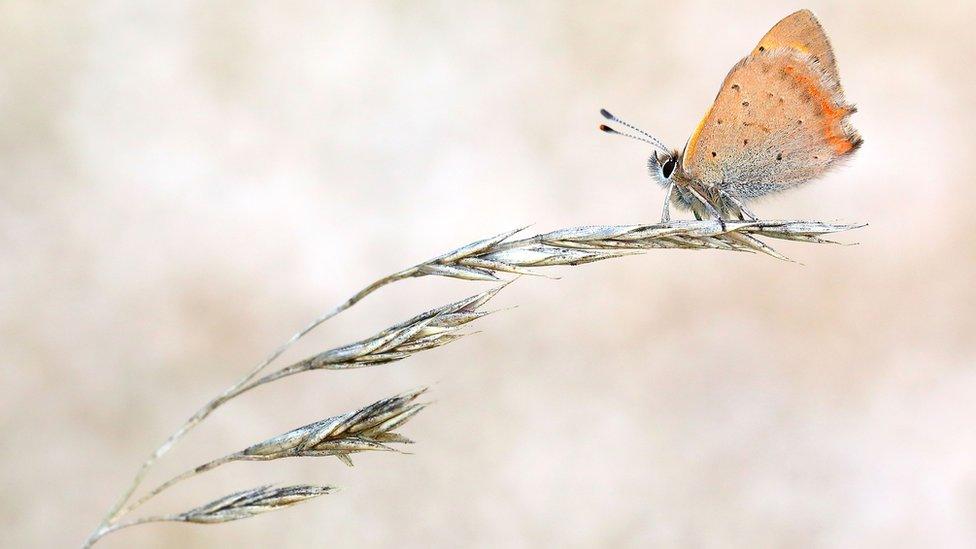 Small copper