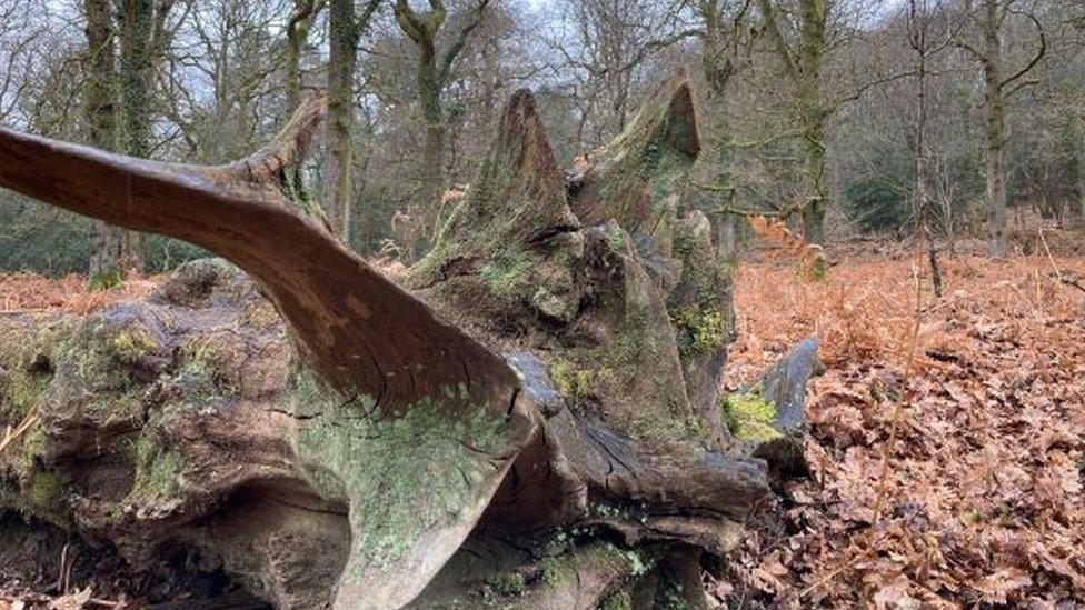 The RSPB's Nagshead in Parkend