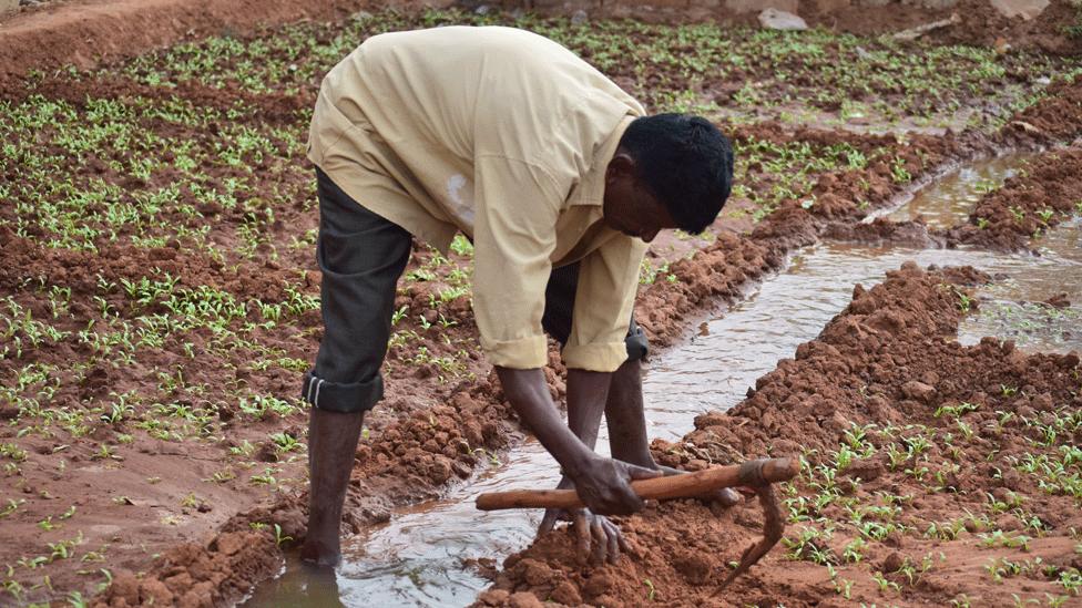 Muniraju Hanumanthappa uses this water to irrigate his crops