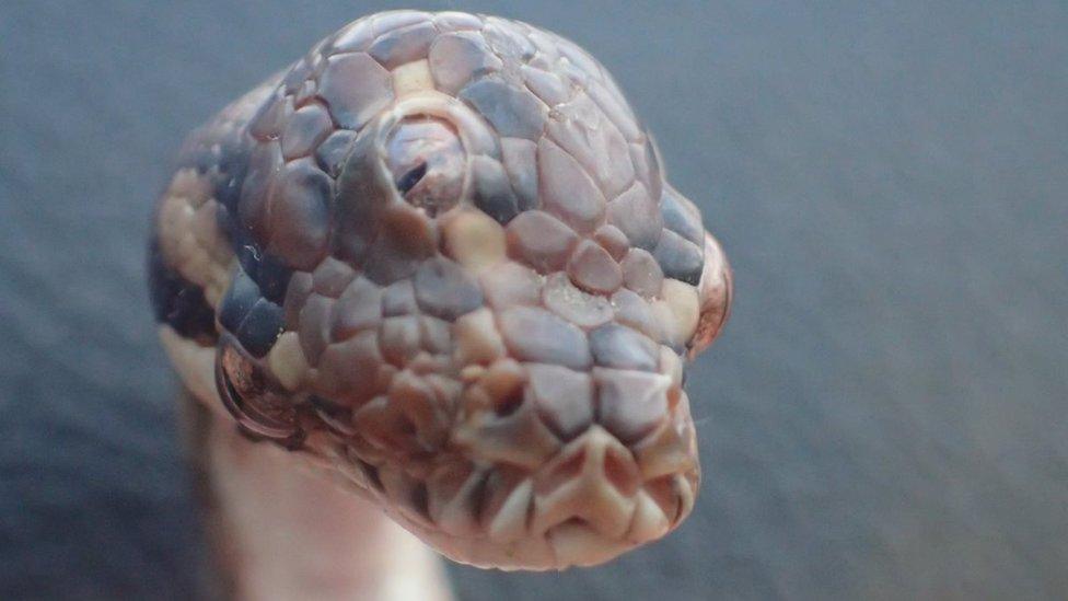 Three-eyed snake