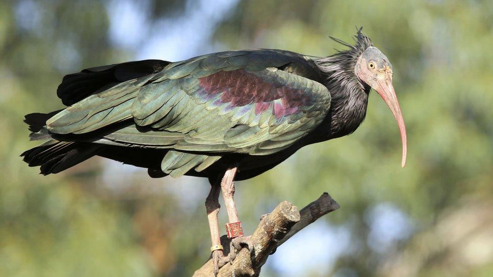 Stock image shows a northern bald ibis