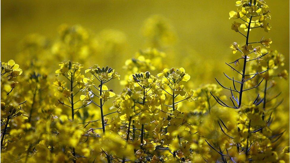 rapeseed