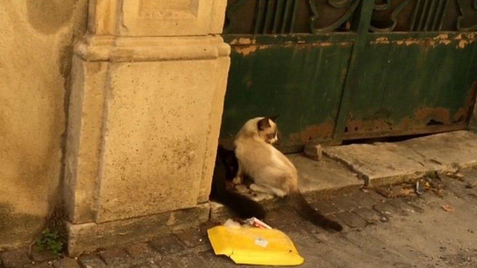 Cats in the old city in L'Aquila