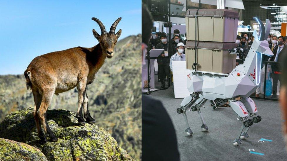 iberan-mountain-goat-robot.