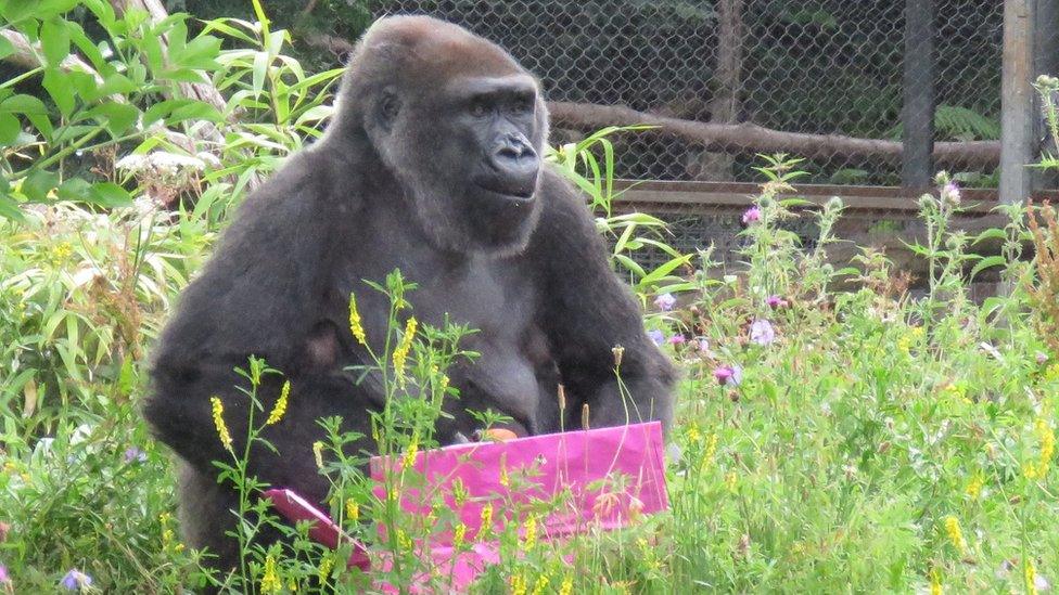 Salome, Western lowland gorilla