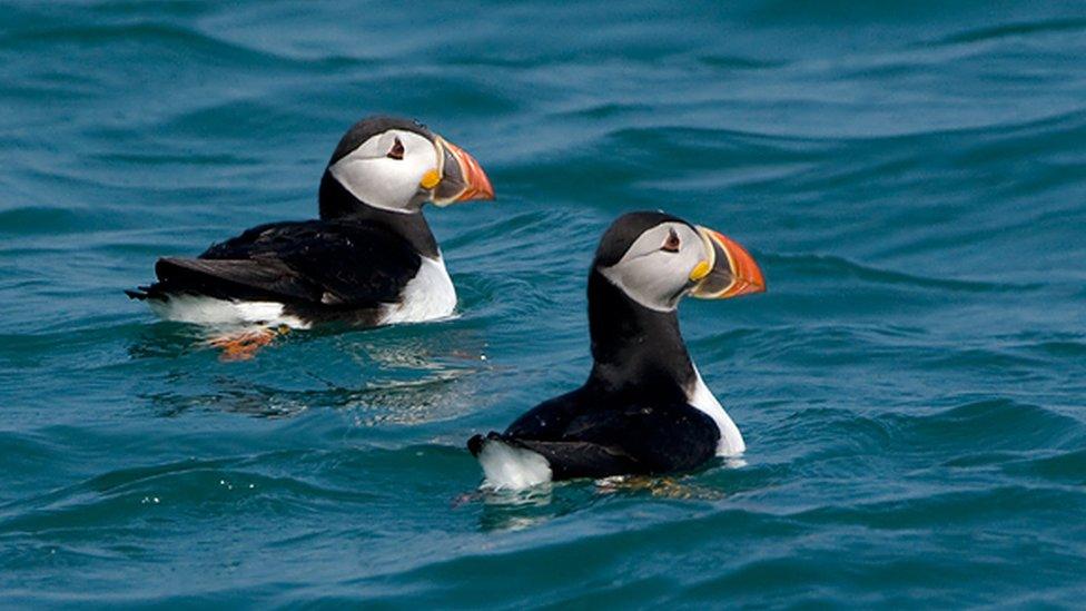 Puffins