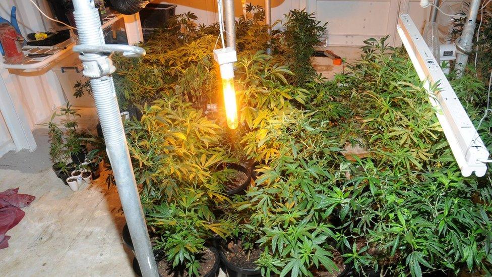 Hydroponic marijuana set-up in Australia