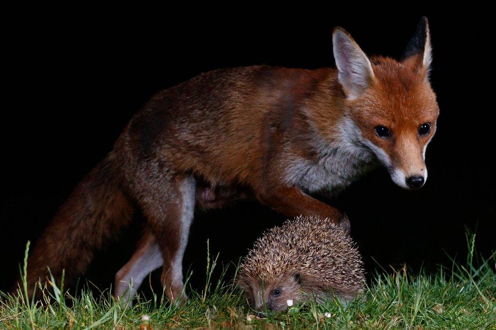 A fox and a hedgehog seen in a garden in Amersham, England