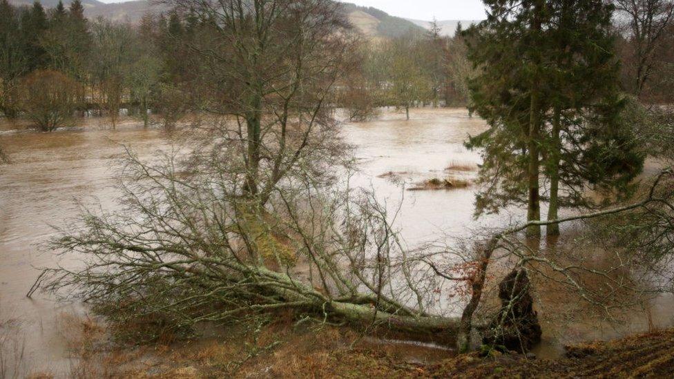 Tree-collapsed-into