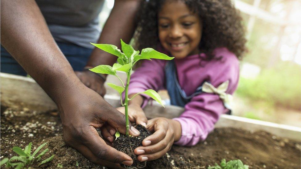 Girl planting a seedling