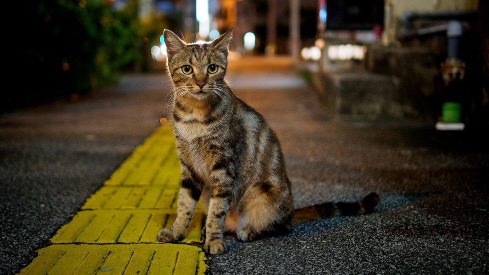 Cat on road