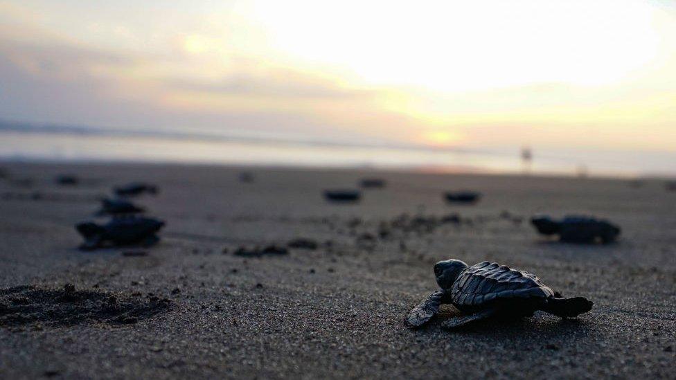 Baby turtles moving towards the sea after hatching