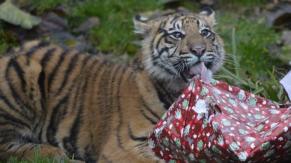 tiger cub with present