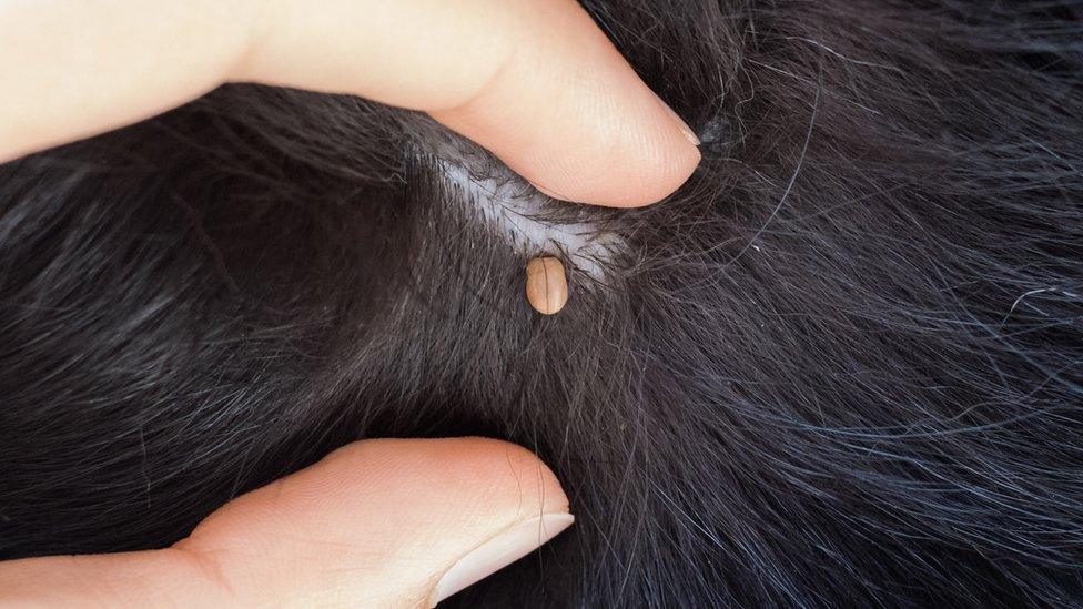 Tick on a dog