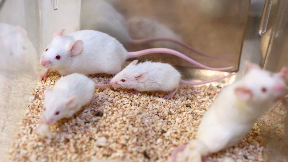 White Research Mice - stock photo