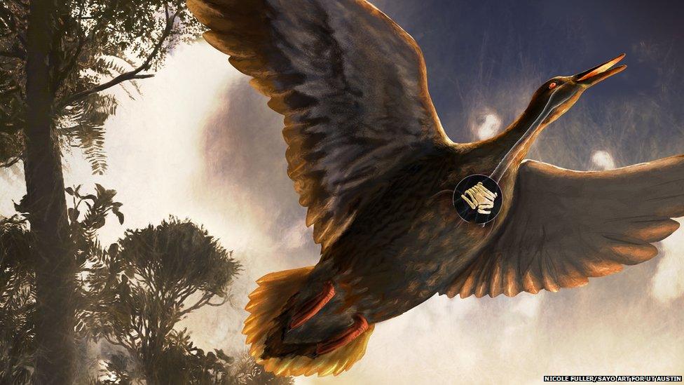 The bird's vocal organ - the syrinx - is the equivalent of the human voicebox