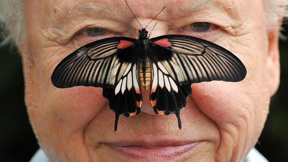 Butterfly Conservation President Sir David with a south east Asian Great Mormon Butterfly on his nose in 2012