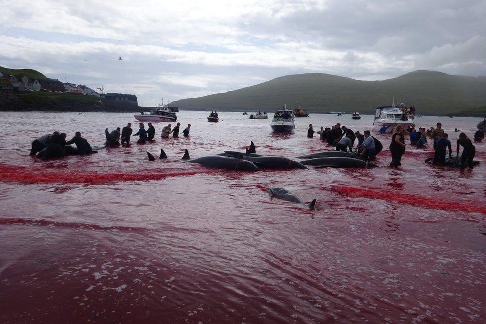 Inhabitants of the Faroe Islands go whaling in the bay in Sandavágur