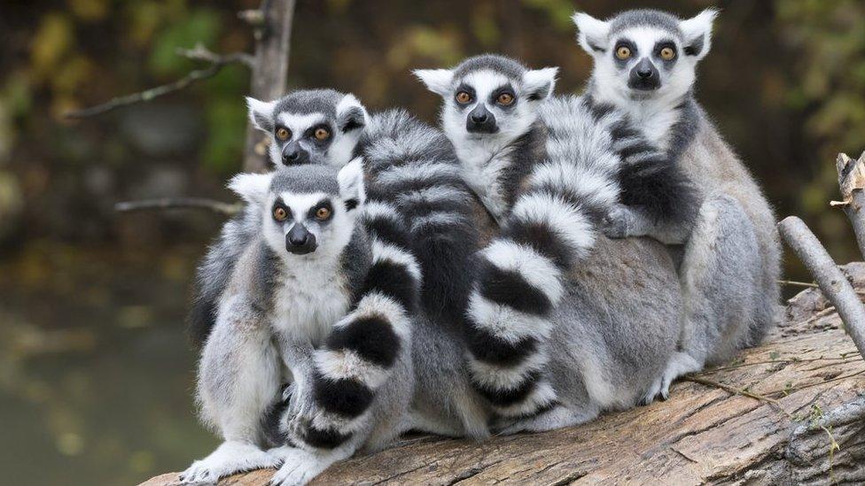 group-of-lemurs