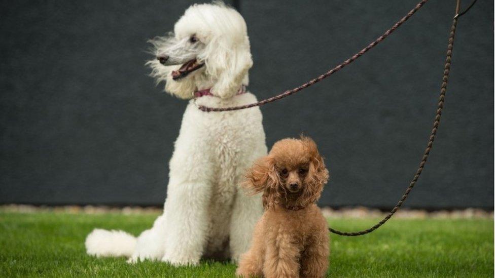 A standard poodle and a toy poodle arrive to attend the first day of the Crufts dog show