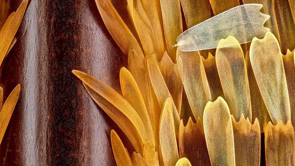 vein and delicate scales on a Morpho didius butterfly wing